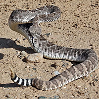 Western Diamond-backed Rattlesnake