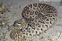 Western Diamond-backed Rattlesnake