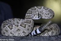 Western Diamond-backed Rattlesnake