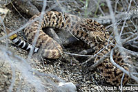 Western Diamond-backed Rattlesnake