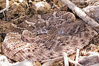 Western Diamond-backed Rattlesnake