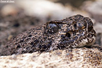 Western Diamond-backed Rattlesnake