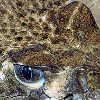 Western Diamond-backed Rattlesnake