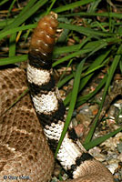 Western Diamond-backed Rattlesnake tail