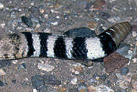 Western Diamond-backed Rattlesnake tail