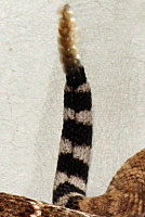 Western Diamond-backed Rattlesnake tail