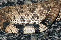 Western Diamond-backed Rattlesnake tail