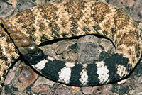 Western Diamond-backed Rattlesnake tail