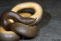 Northern Rubber Boa