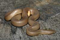 Northern Rubber Boa