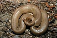 Northern Rubber Boa