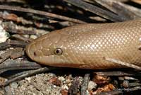 Northern Rubber Boa