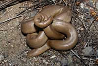 Northern Rubber Boa