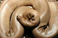 Northern Rubber Boa