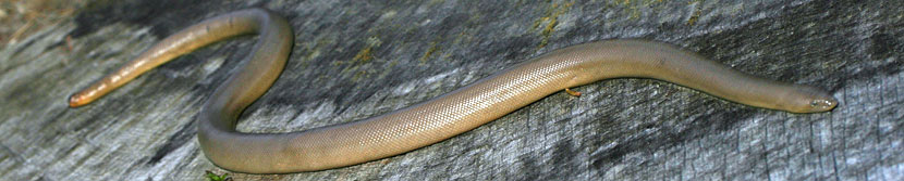 Northern Rubber Boa