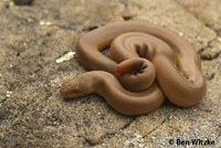 Northern Rubber Boa