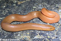 Northern Rubber Boa