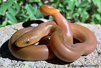 Northern Rubber Boa