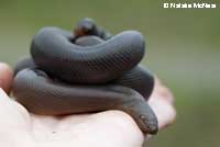 Northern Rubber Boa