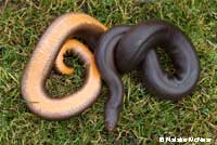 Northern Rubber Boa