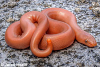 Northern Rubber Boa