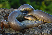 Northern Rubber Boa