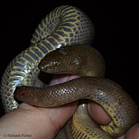 Northern Rubber Boa