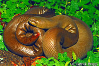 Northern Rubber Boa