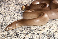 Northern Rubber Boa