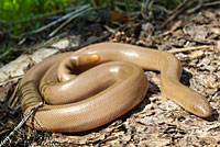 Northern Rubber Boa