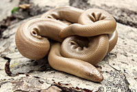 Northern Rubber Boa