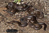 Northern Rubber Boa