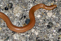 Northern Rubber Boa