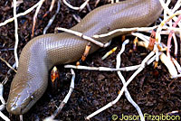 Northern Rubber Boa