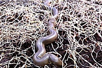 Northern Rubber Boa