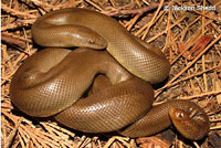 Northern Rubber Boa