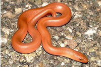 Northern Rubber Boa