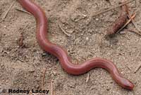 Northern Rubber Boa