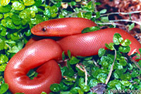 Northern Rubber Boa