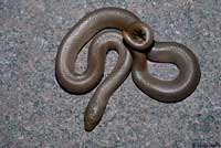 Northern Rubber Boa