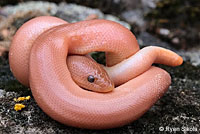 Northern Rubber Boa