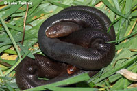 Northern Rubber Boa