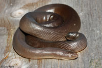 Northern Rubber Boa