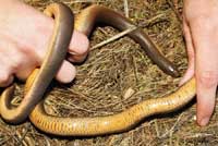 Northern Rubber Boa