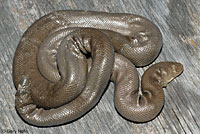 Northern Rubber Boa