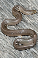 Northern Rubber Boa