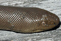 Northern Rubber Boa