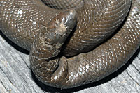 Northern Rubber Boa