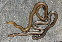 Northern Rubber Boa