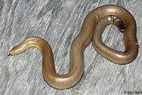 Northern Rubber Boa